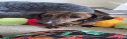 Miniature Dachshund dogs for sale: Beautiful miniature dachshund  - Advert 2