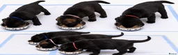 Belgian Shepherd Dog dogs for sale: Belgium Malinois × Czech Shepherd Puppies - Advert 7