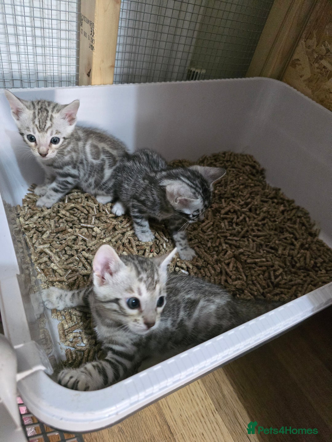 Bengal cats for sale: 3 exquisite Tica registered bengals  - Image 10