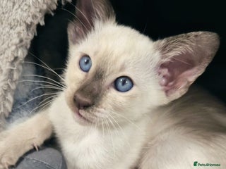 Oriental cats Oriental and Siamese kittens. - Advert 3