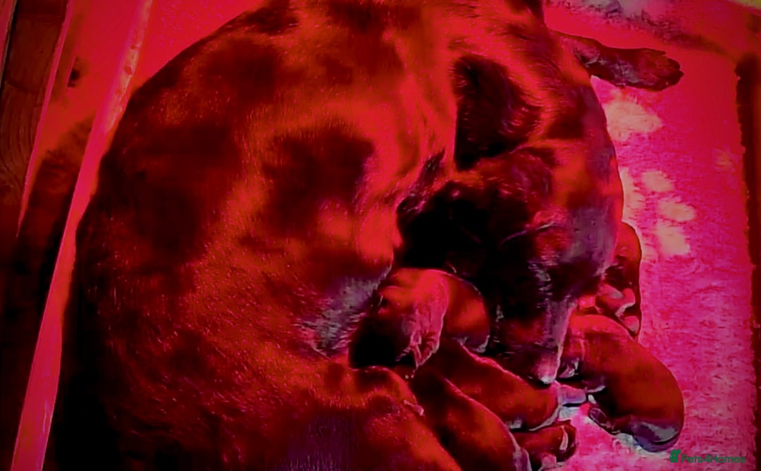 Labrador Retriever dogs for sale: Outstanding Litter of KC registered Labradors  - Image 7