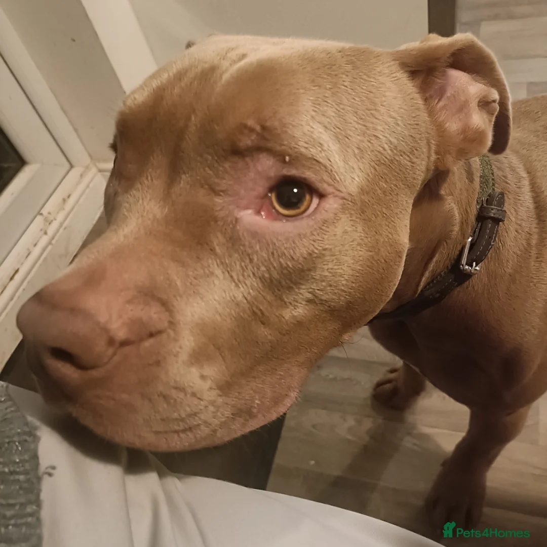 Mixed Breed dogs for sale: Odin 18 months staff  ** tiff male in Scunthorpe - Advert 2