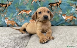 Labrador Retriever dogs for sale: KC Registered Labrador Puppies - Call  **  - Image 27