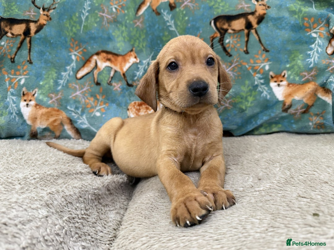 Labrador Retriever dogs for sale: KC Registered Labrador Puppies - Call  **  - Image 27