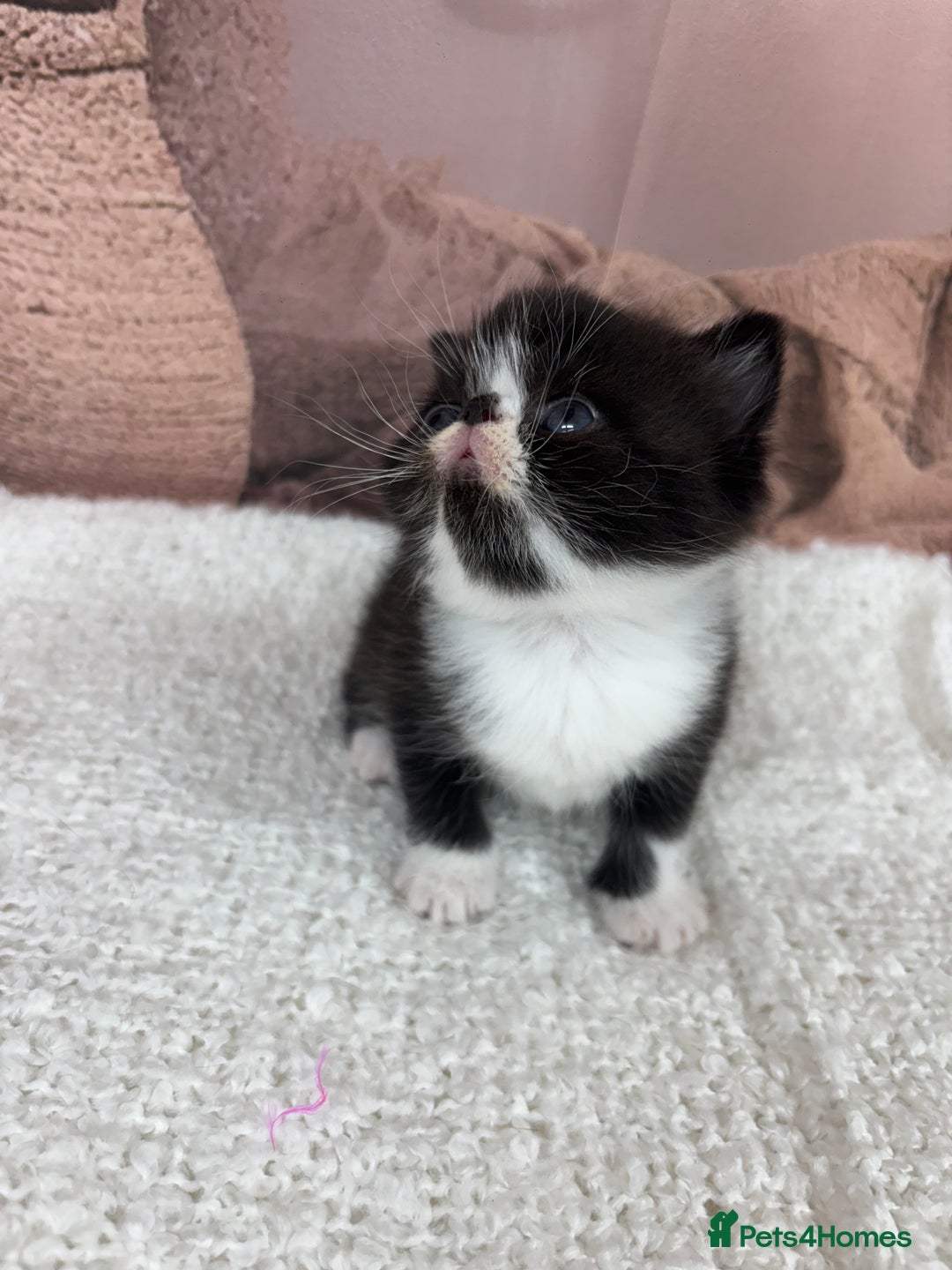 Exotic cats for sale: ⭐️ Exotic kittens 1 male 2 female ⭐️ - Image 10