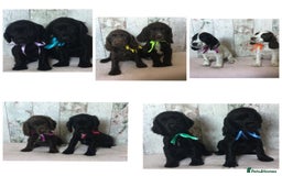 Cocker Spaniel dogs for sale: Well socialised Pedigree Cocker pups - Image 1
