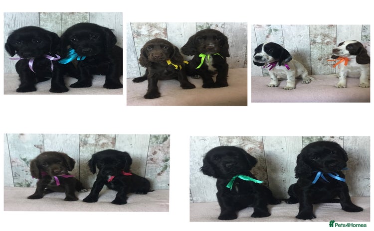 Cocker Spaniel dogs - Advert 1