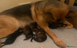 German Shepherd dogs for sale: Adorable big German Shepherd pups - Image 13