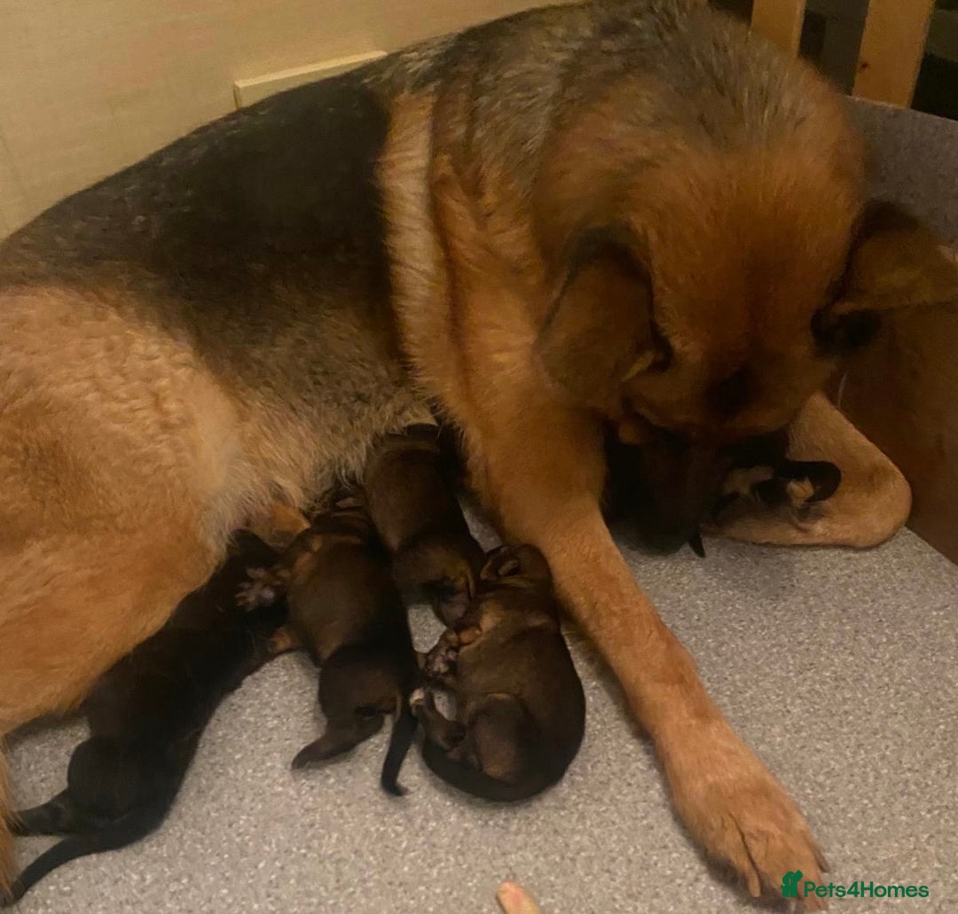 German Shepherd dogs for sale: Adorable big German Shepherd pups - Image 13