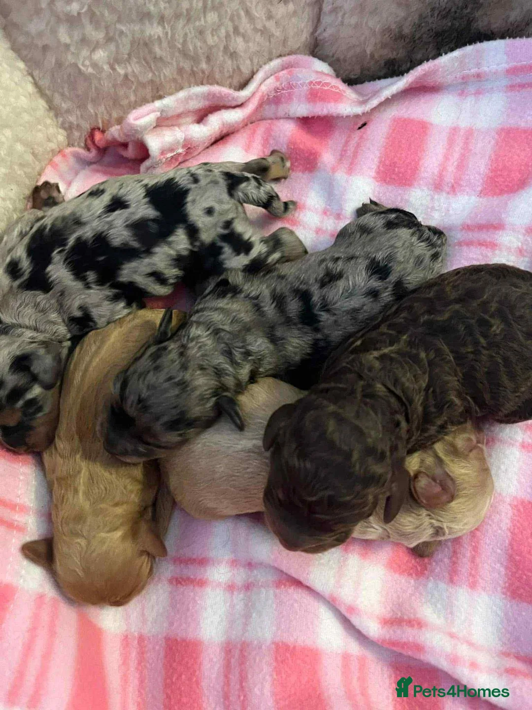 Cockapoo dogs for stud: unique and beautiful f3 american cockapoo stud - Advert 36