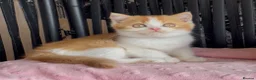 British Shorthair cats for sale: Beautiful BSH champion line two boys  - Advert 12