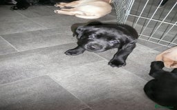 Labrador Retriever dogs for sale: Labrador puppies -1 black girl & 3 black boys left - Image 16