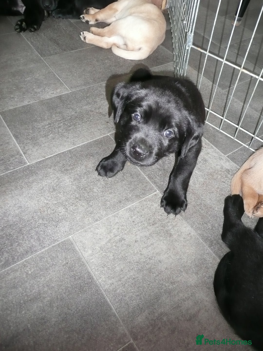 Labrador Retriever dogs for sale: Labrador puppies -1 black girl & 3 black boys left - Image 16