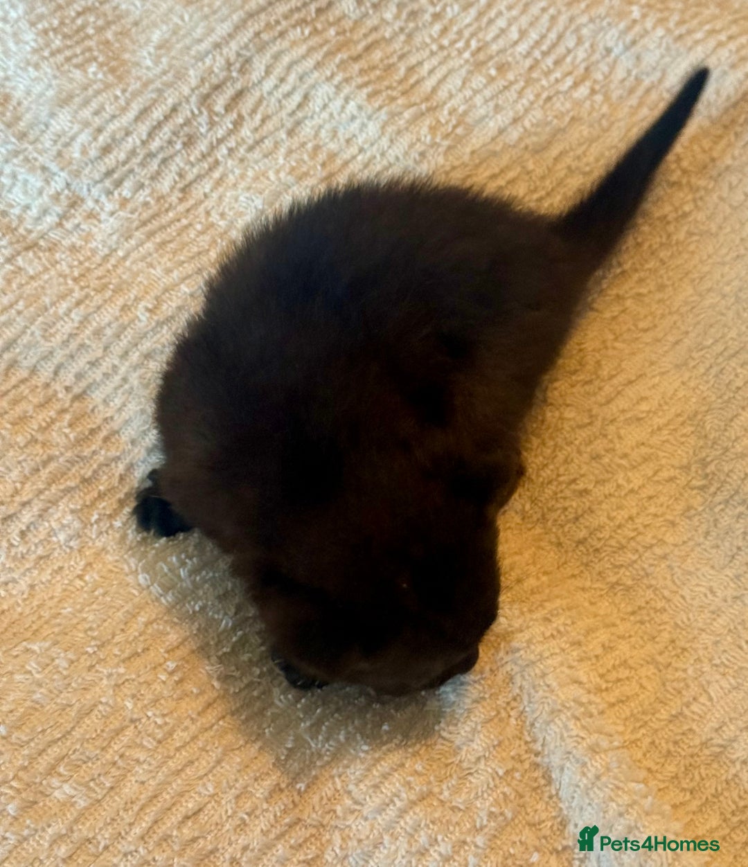 Mixed Breed cats for sale: Adorable kittens for sale - Advert 12