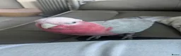 Parrots birds for sale: Pink galah  in Weymouth - Advert 3