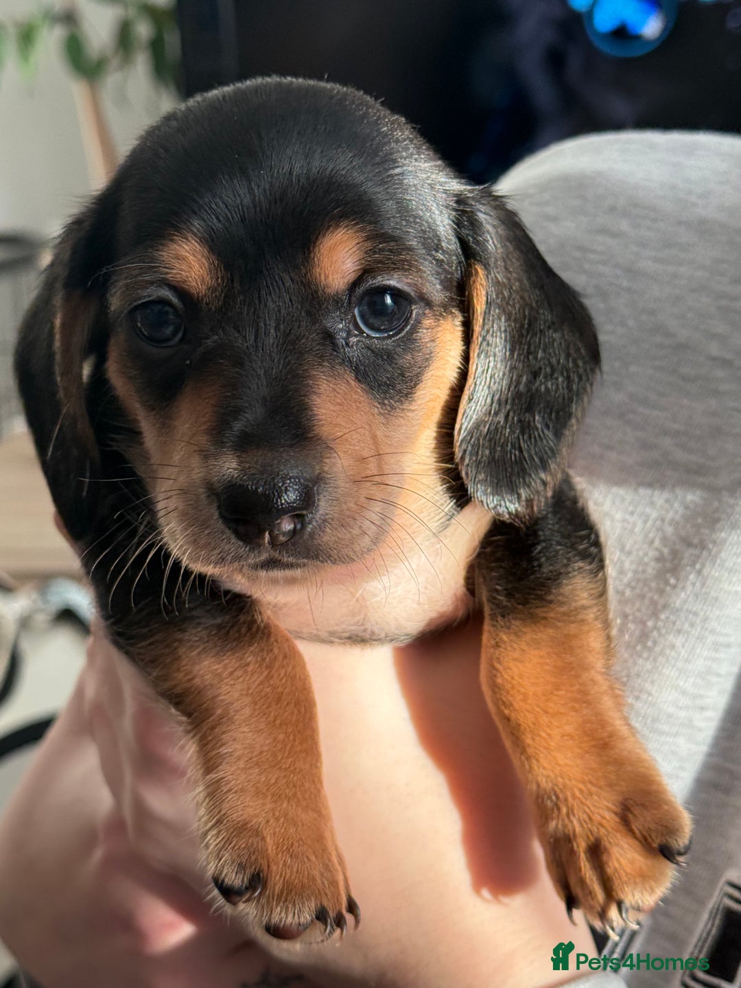 Miniature Dachshund dogs for sale: Miniature Dachshund's   - Advert 2
