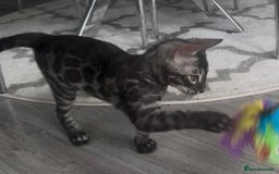 Bengal cats for sale: Breed quality silver bengal kittens 🐆💎🤍🩶🖤 - Image 38
