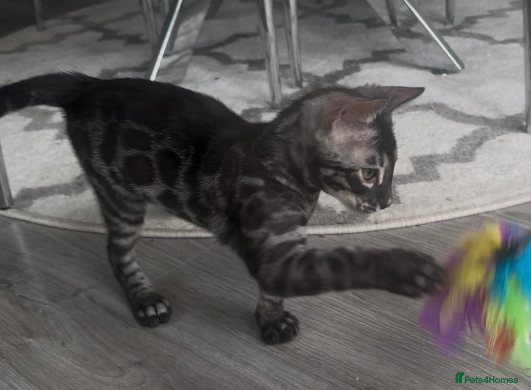 Bengal cats for sale: Breed quality silver bengal kittens 🐆💎🤍🩶🖤 - Image 38