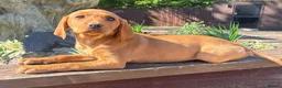 Labrador Retriever dogs for sale: Fox red Labrador  in Chichester - Advert 12