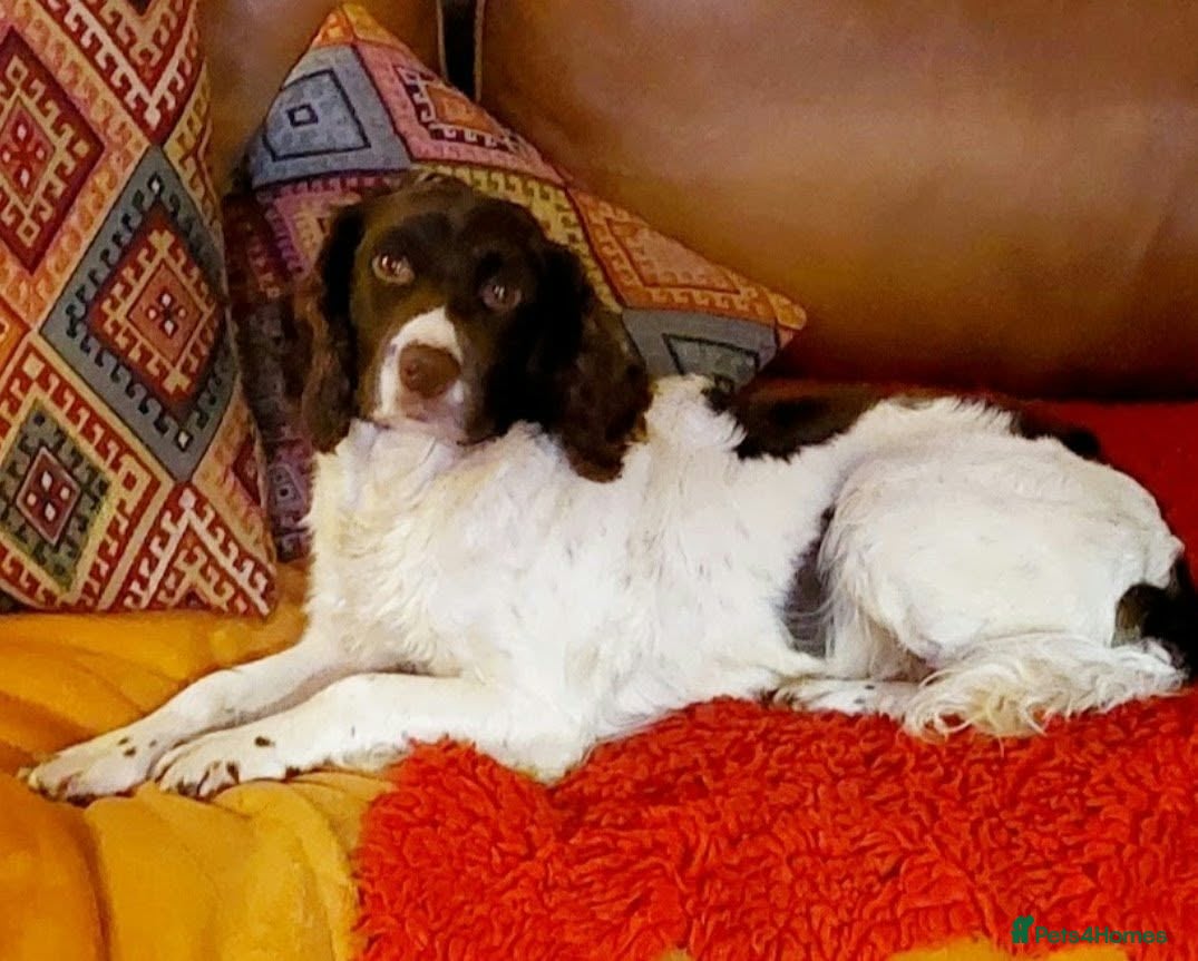 English Springer Spaniel dogs Pups due in 2 weeks,ready before  ** . - Advert 1