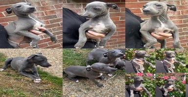Whippet dogs - Advert 9