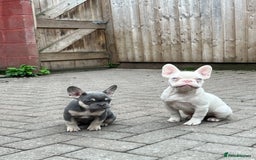 French Bulldog dogs for sale: LAST BOY AMAZING DNA REDUCED  - Image 6