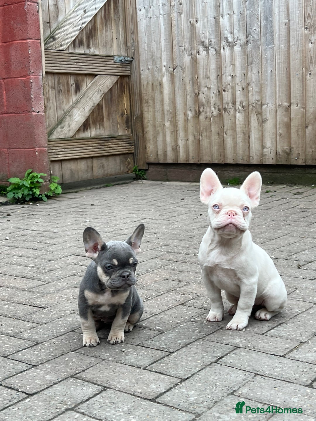 French Bulldog dogs for sale: LAST BOY AMAZING DNA REDUCED  - Image 6