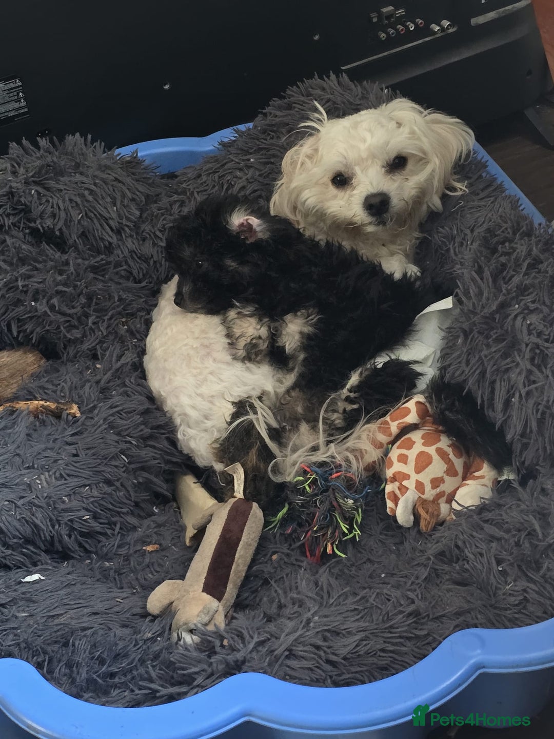 Mixed Breed dogs for sale: Cute Female Puppy - Image 2