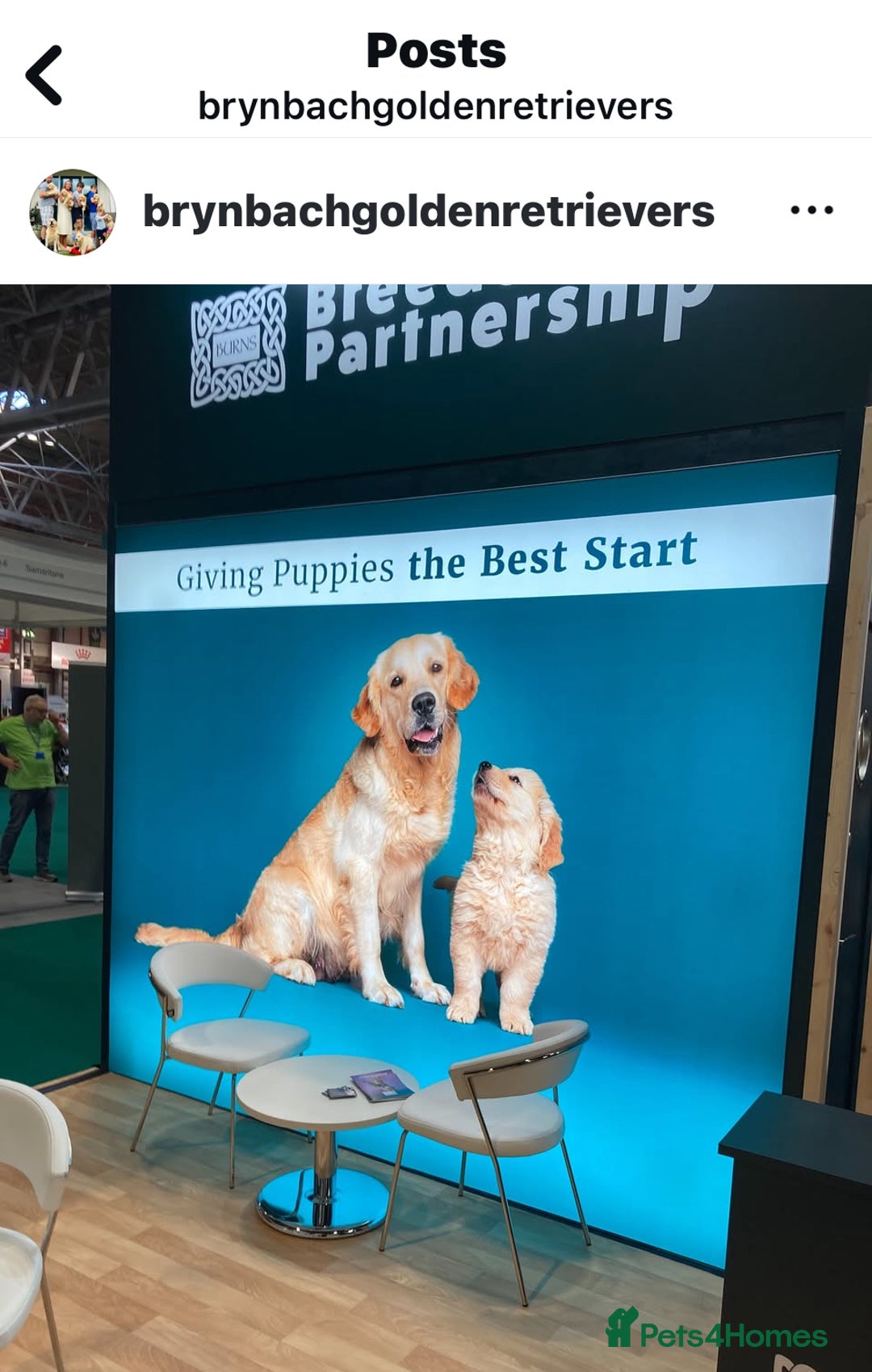 Golden Retriever dogs for sale: Fully health tested parents - Image 8