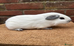 Guinea Pig rodents for sale: Lovely pair of boars  - Advert 3