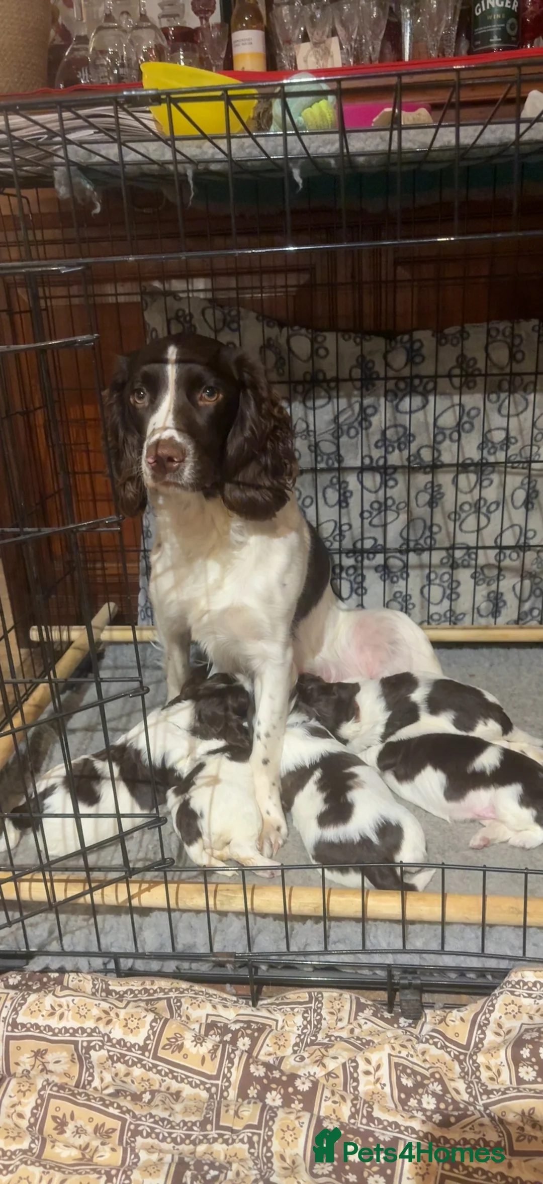 English Springer Spaniel dogs for sale: English springer spaniels  - Advert 1