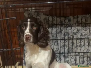 English Springer Spaniel dogs English springer spaniels - Advert 3