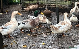 Ducks poultry for sale: Ducks for sale  - Advert 3