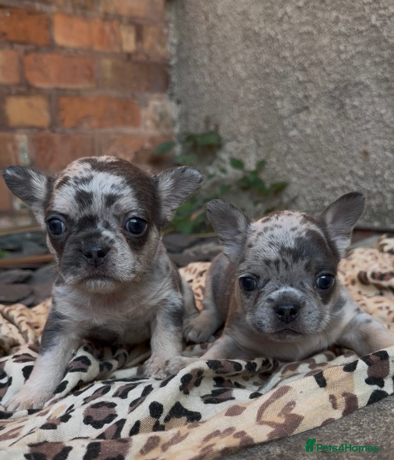 French Bulldog dogs Beautiful pet frenchies - Advert 7