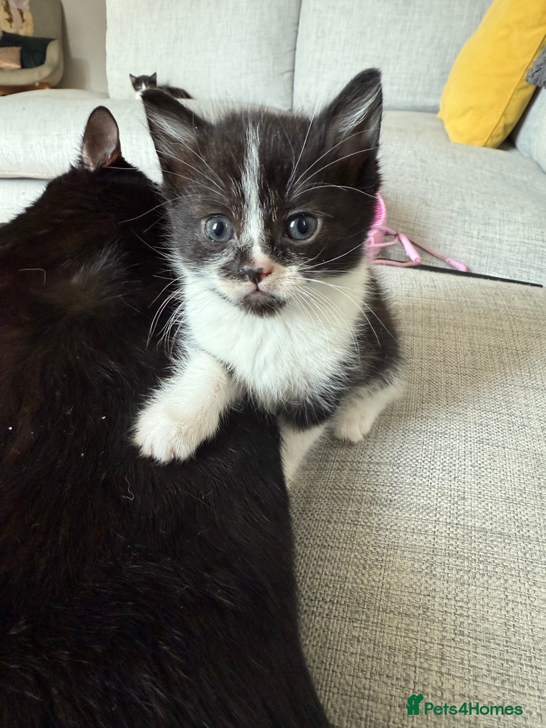British Shorthair cats for sale: 5 gorgeous kittens - Image 16