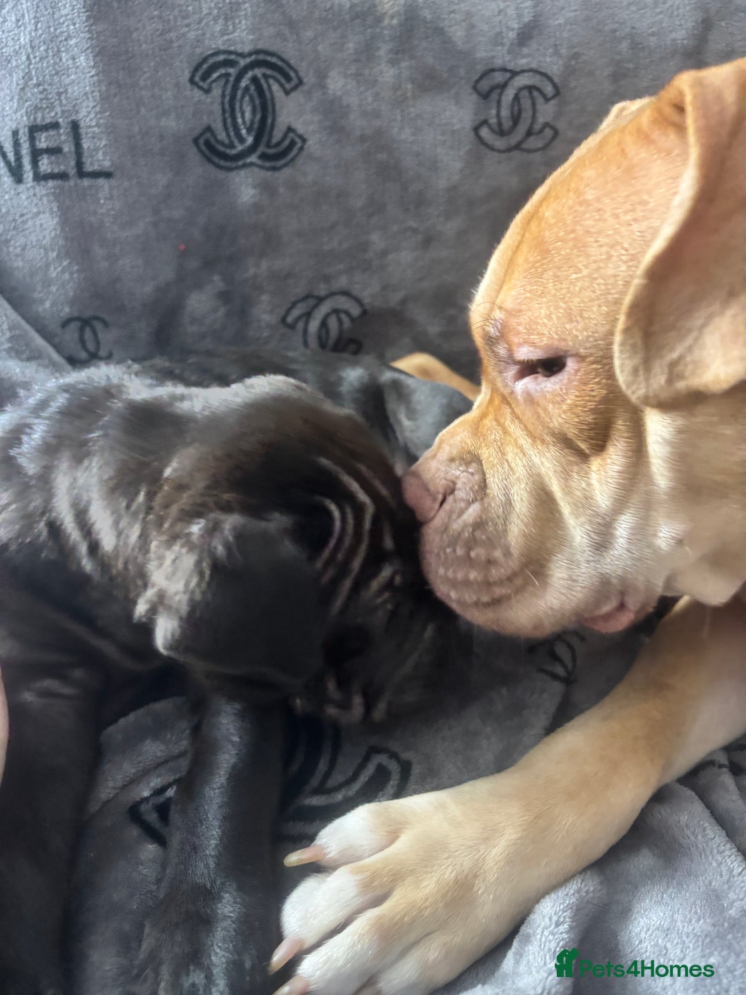 Mixed Breed dogs for sale: Staff/shar pei puppies - Advert 17
