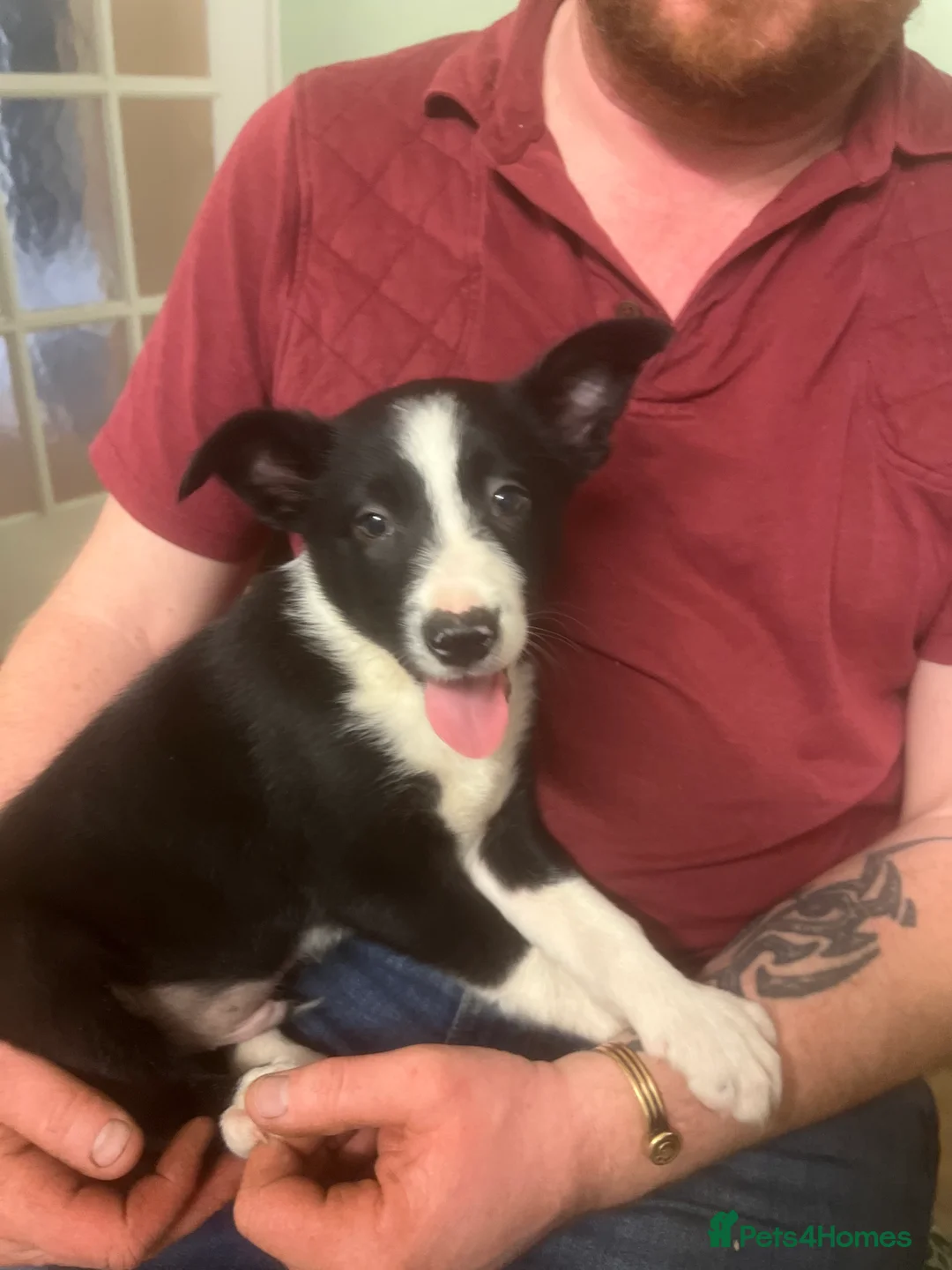 Border Collie dogs for sale: Two dog pups from working dogs  - Advert 2