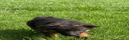 German Shepherd dogs for sale: PGS long coat puppy ready to move at a new home - Advert 9