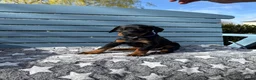 Dobermann dogs for sale: Champion lines, Health tested - Advert 3