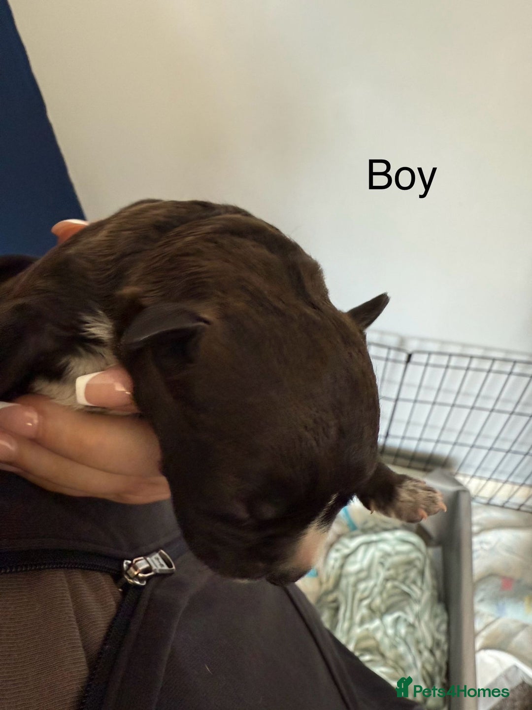 Staffordshire Bull Terrier dogs for sale: Staffordshire terrier  - Image 7