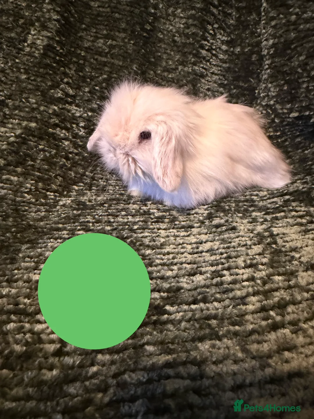 Mini Lop rabbits for sale: Mini Lop crossed Lion Lop Bunnies  - Advert 7
