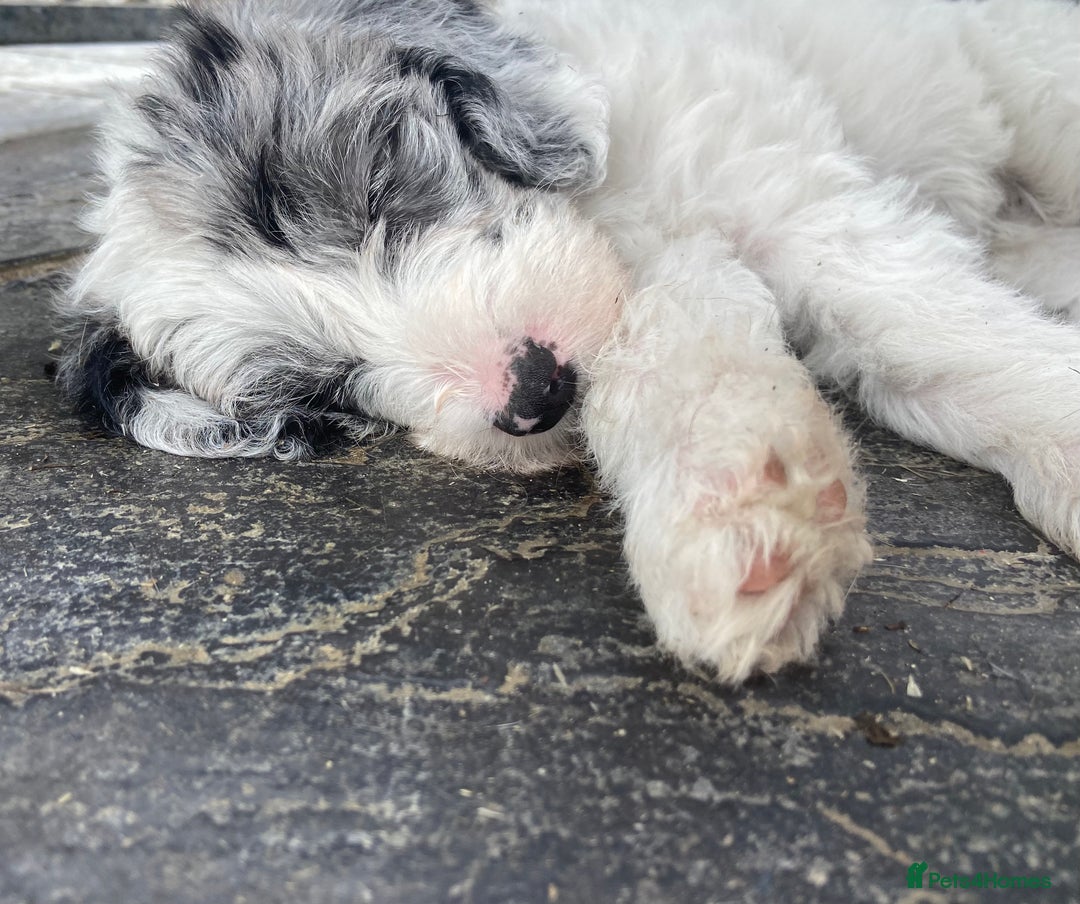 Mixed Breed dogs for sale: Poodle cross - Image 14