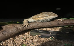 Bearded Dragon reptiles for sale: Bearded dragon with full set up  - Image 5