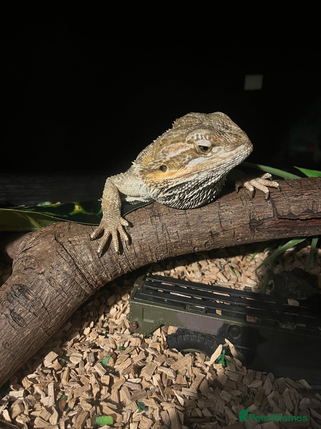 Bearded Dragon reptiles for sale: Bearded dragon with full set up  - Image 5