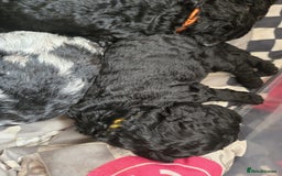 Mixed Breed dogs for sale: Amazing cuddly male pups cockapoo - Image 10