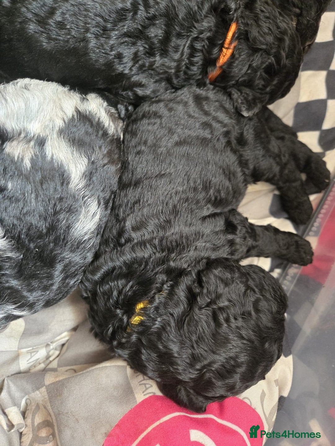 Mixed Breed dogs for sale: Amazing cuddly male pups cockapoo - Image 10