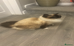 Ragdoll cats for sale: 3 year old ragdoll for rehome - Image 1