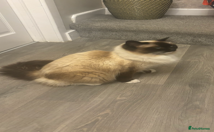 Ragdoll cats - Advert 2