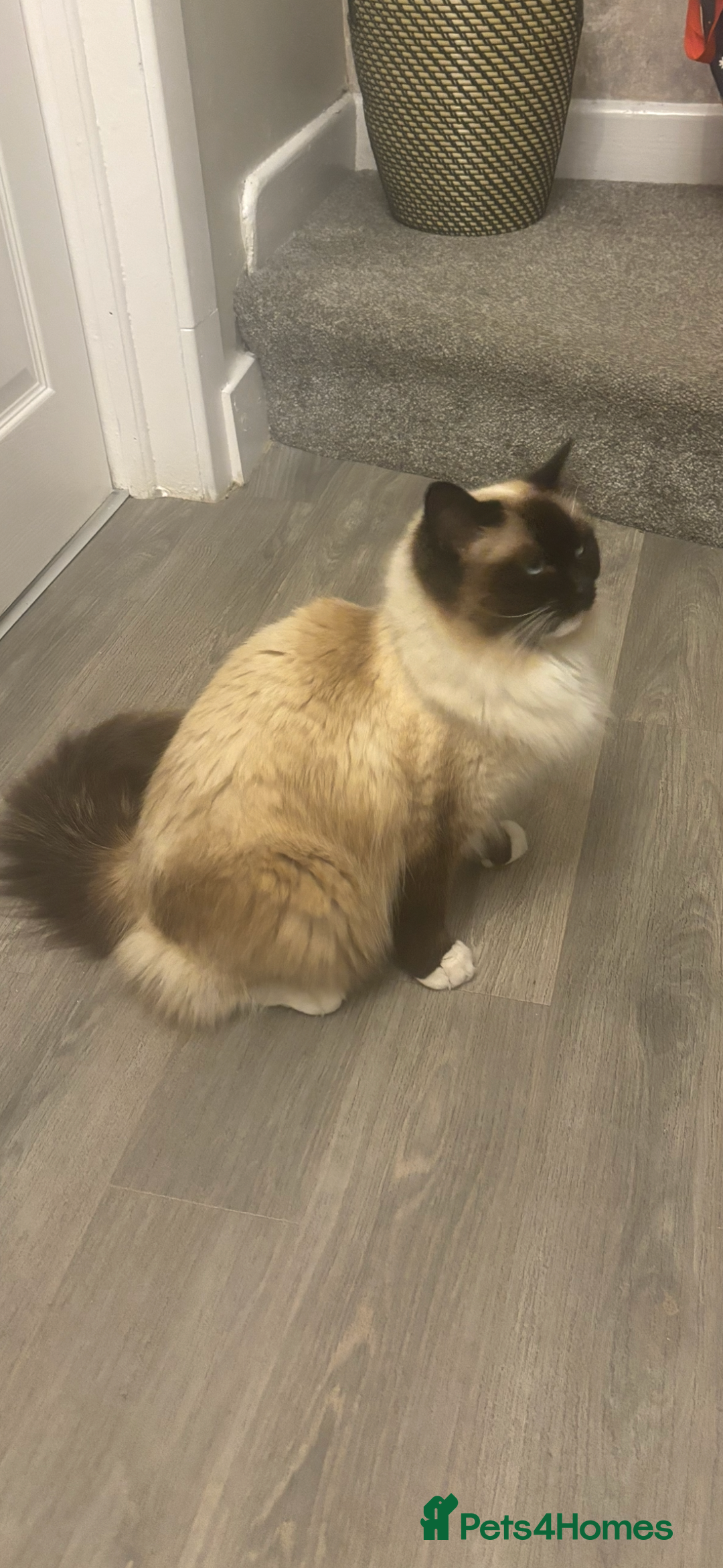 Ragdoll cats for sale: 3 year old ragdoll for rehome - Image 1
