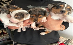 Mixed Breed dogs for sale: Merle Jack Russell X Jack Russell x cockapoo - Image 7